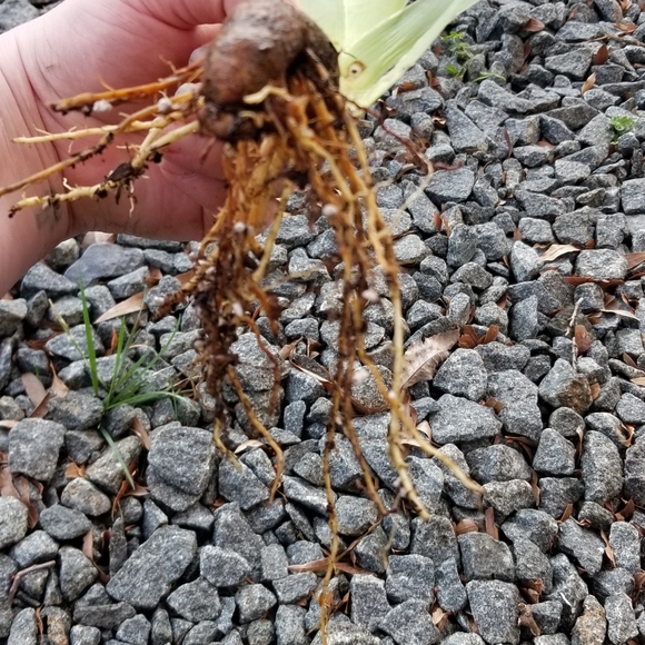 5 for 15$ Bearded Iris Rhizomes - Purple - Picture 10 of 14